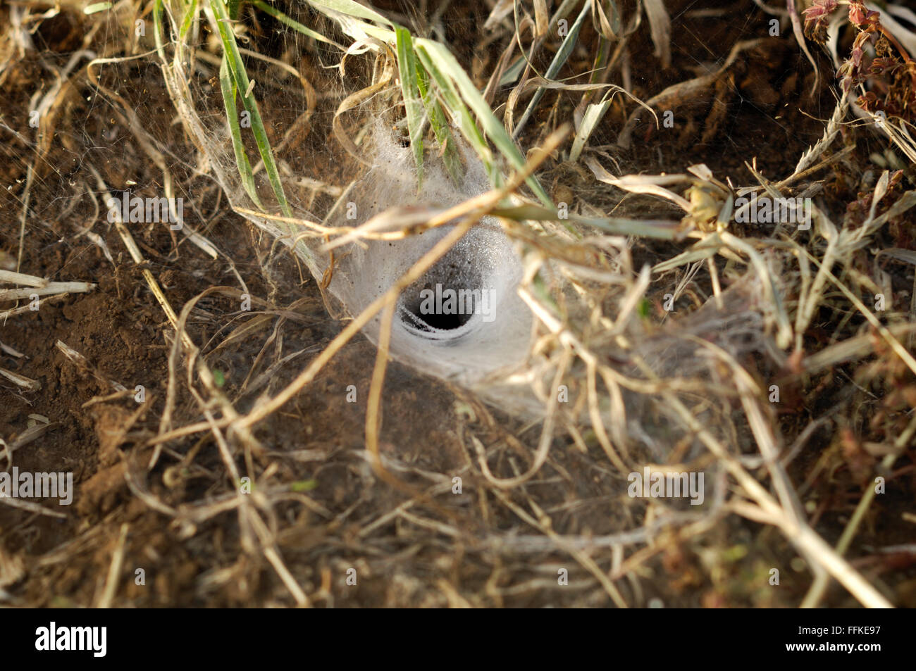 Spider Web imbuto sul terreno nel Serengeti Foto Stock