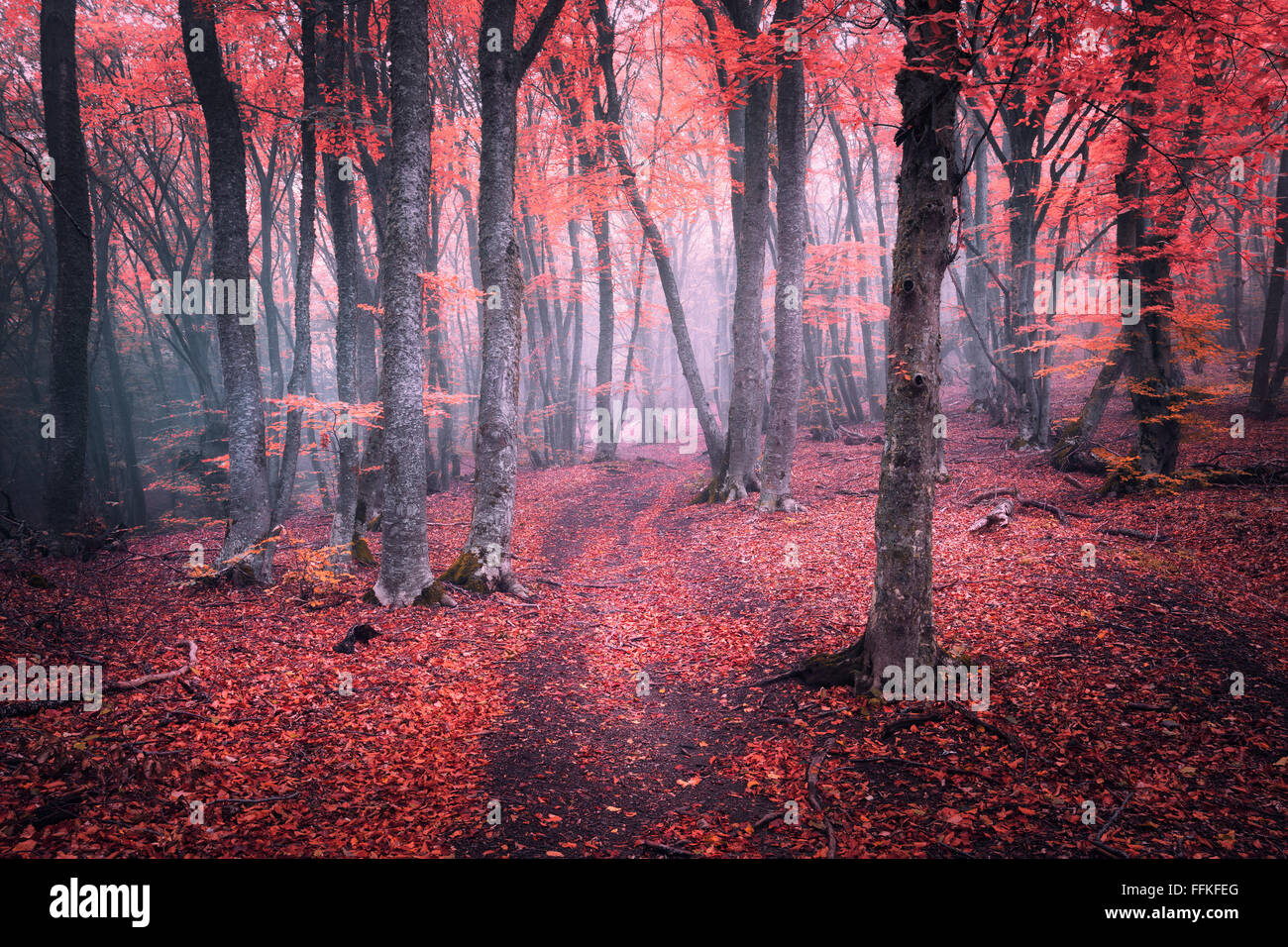 Bella la magia della foresta rossa nella nebbia in autunno. Paesaggio da fiaba. Foto Stock