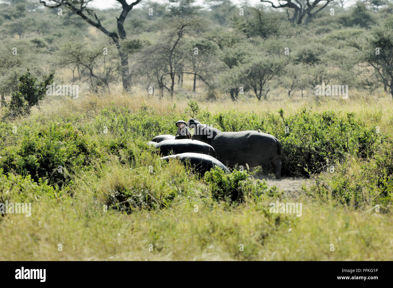 Ippopotamo con la bocca spalancata e brids sulla loro alimentazione posteriore nel Serengeti Foto Stock