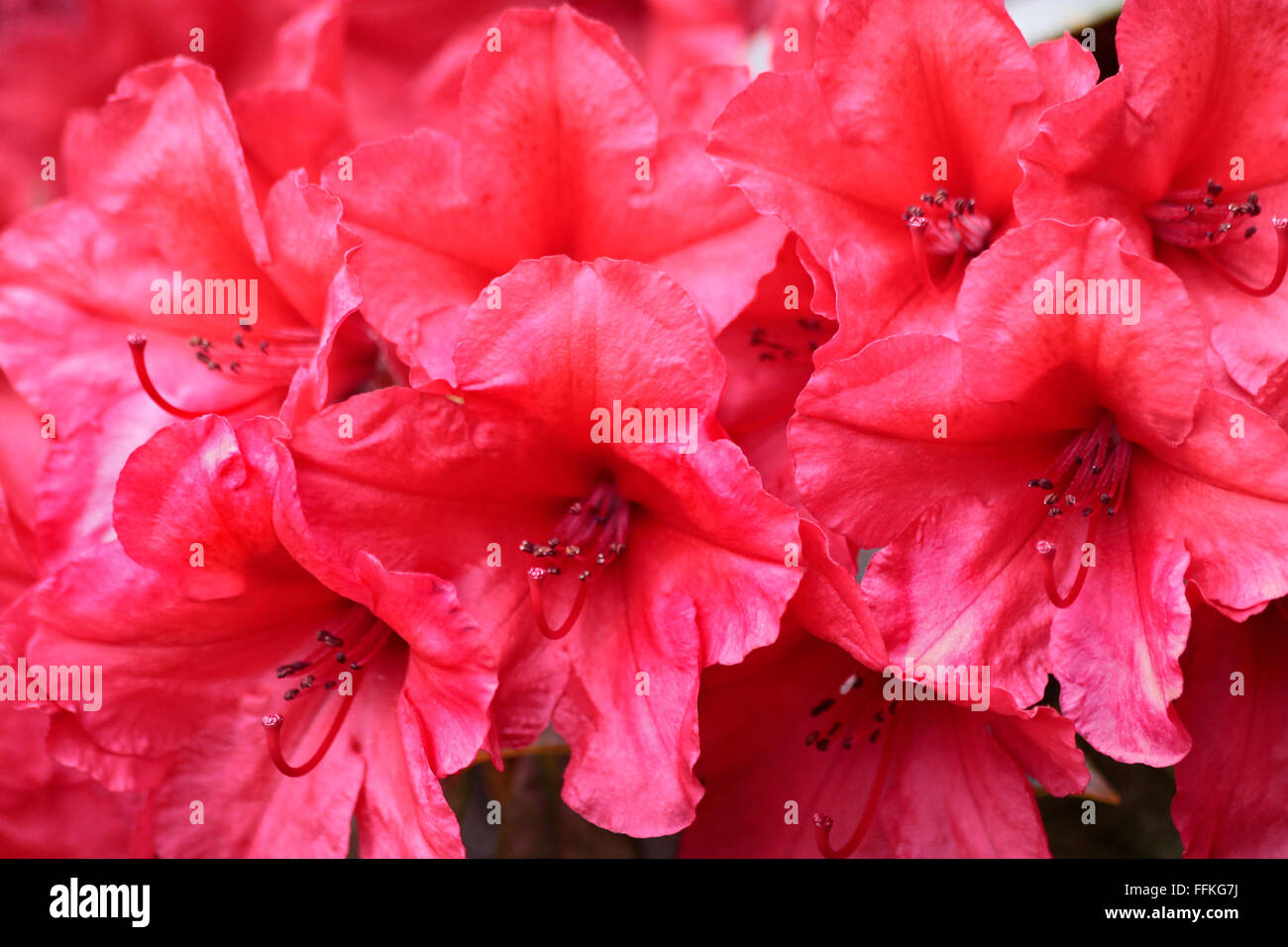 Close up di rosso fiori di rododendro Foto Stock