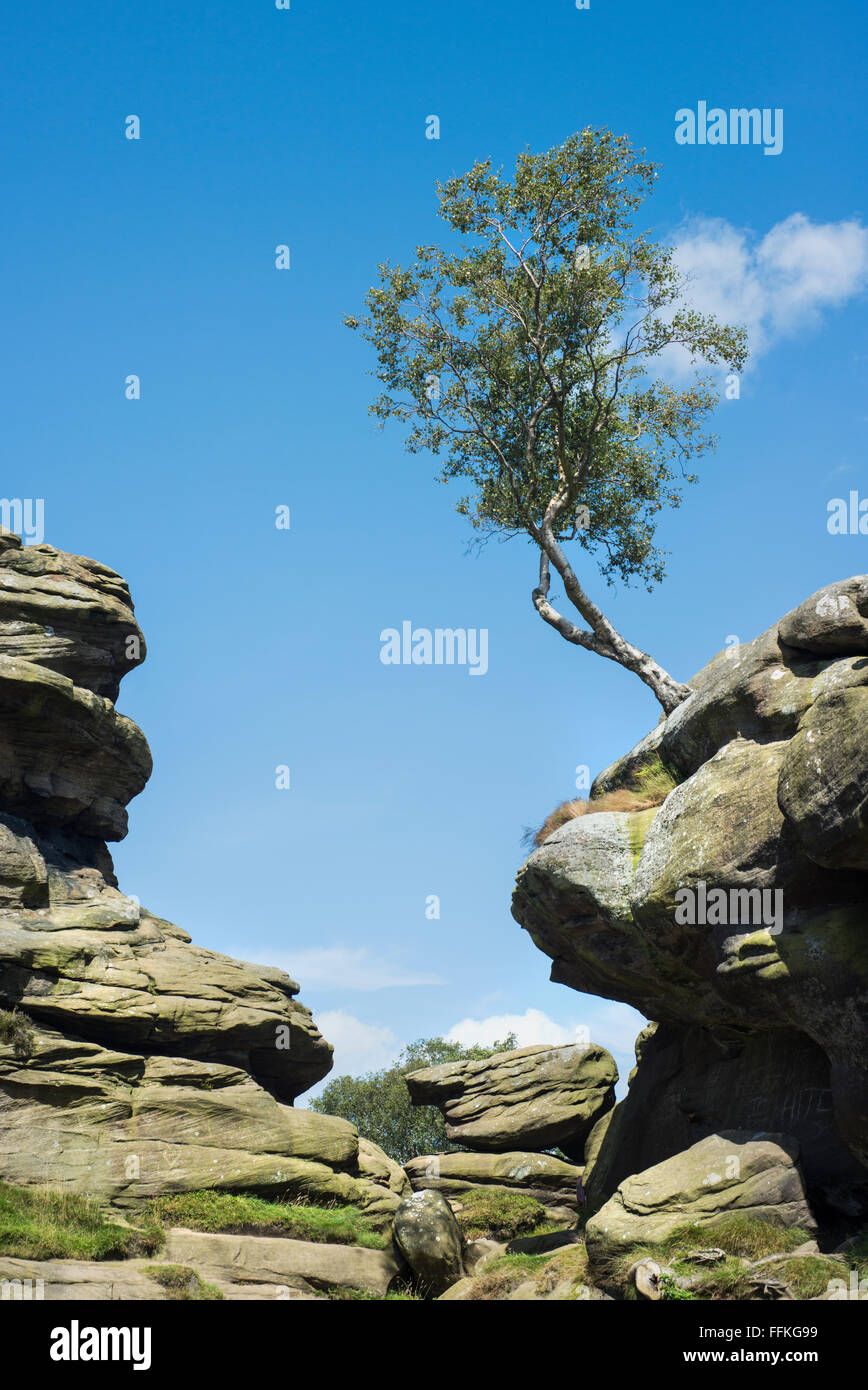 Brimham Rocks vicino a Ripon, North Yorkshire, che è parte del Nidderdale area di straordinaria bellezza naturale Foto Stock