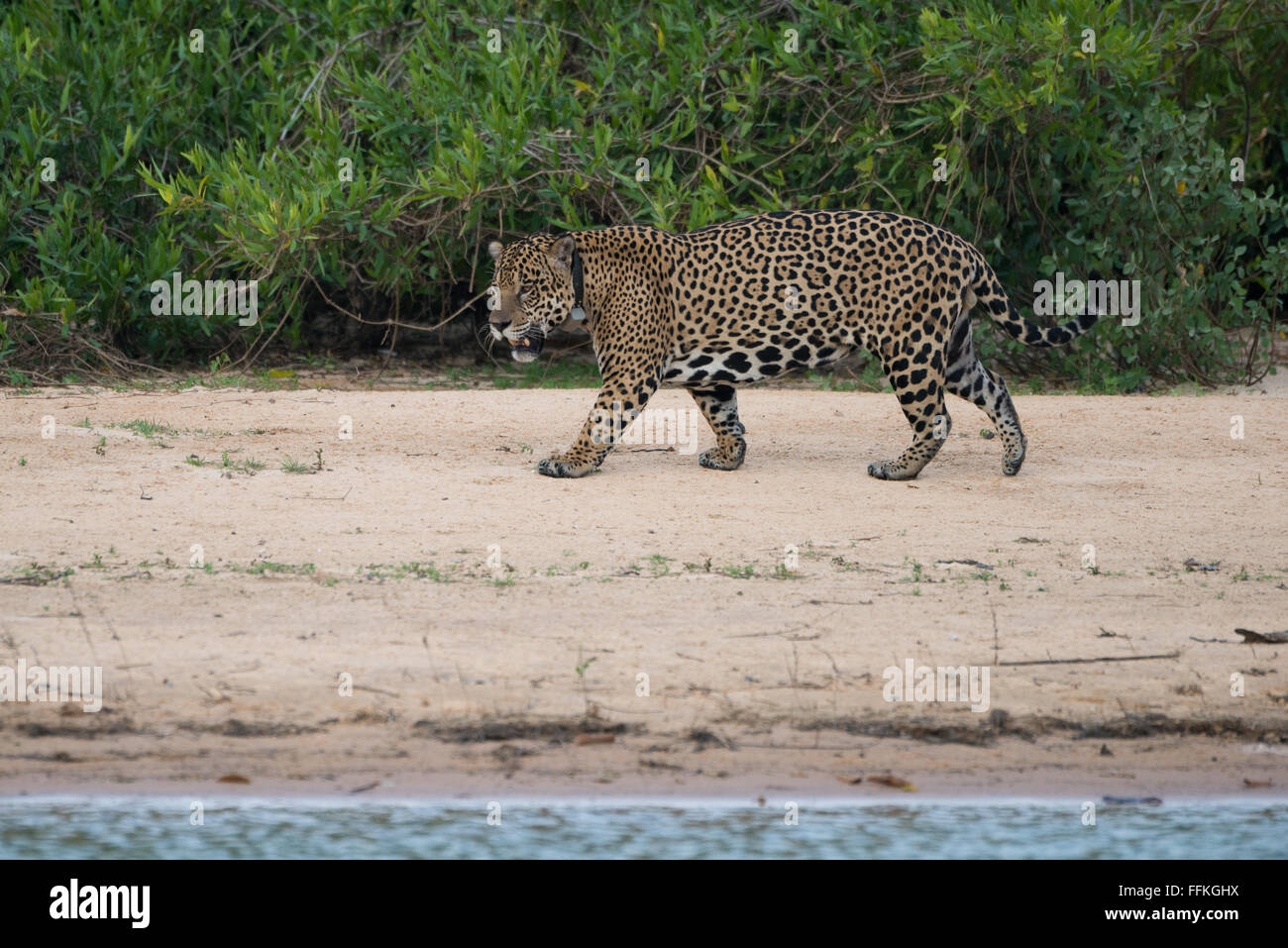 Un grande Jaguar con un collare GPS Foto Stock