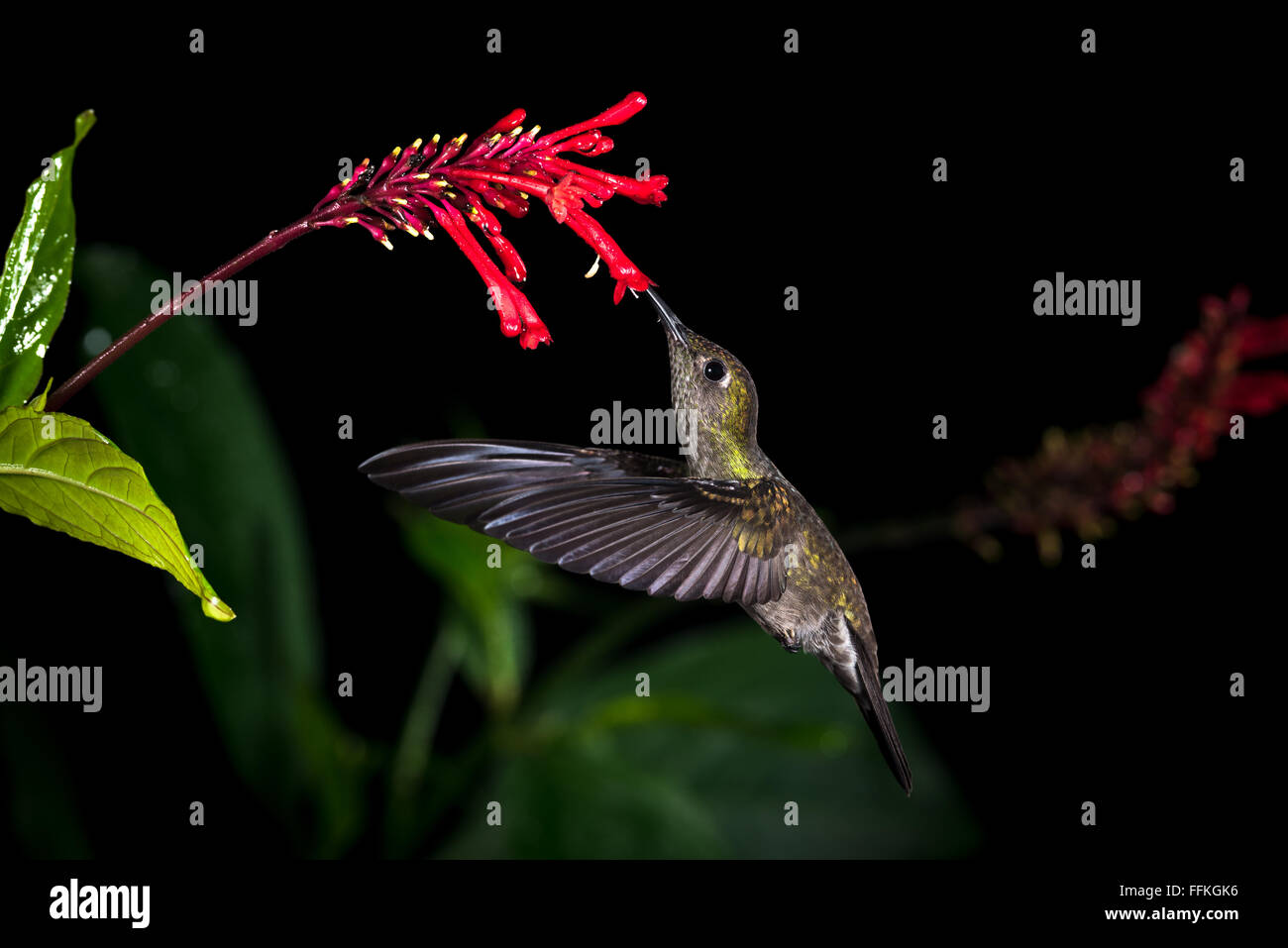 Cupo Hummingbird dalla foresta pluviale atlantica di sè il Brasile Foto Stock