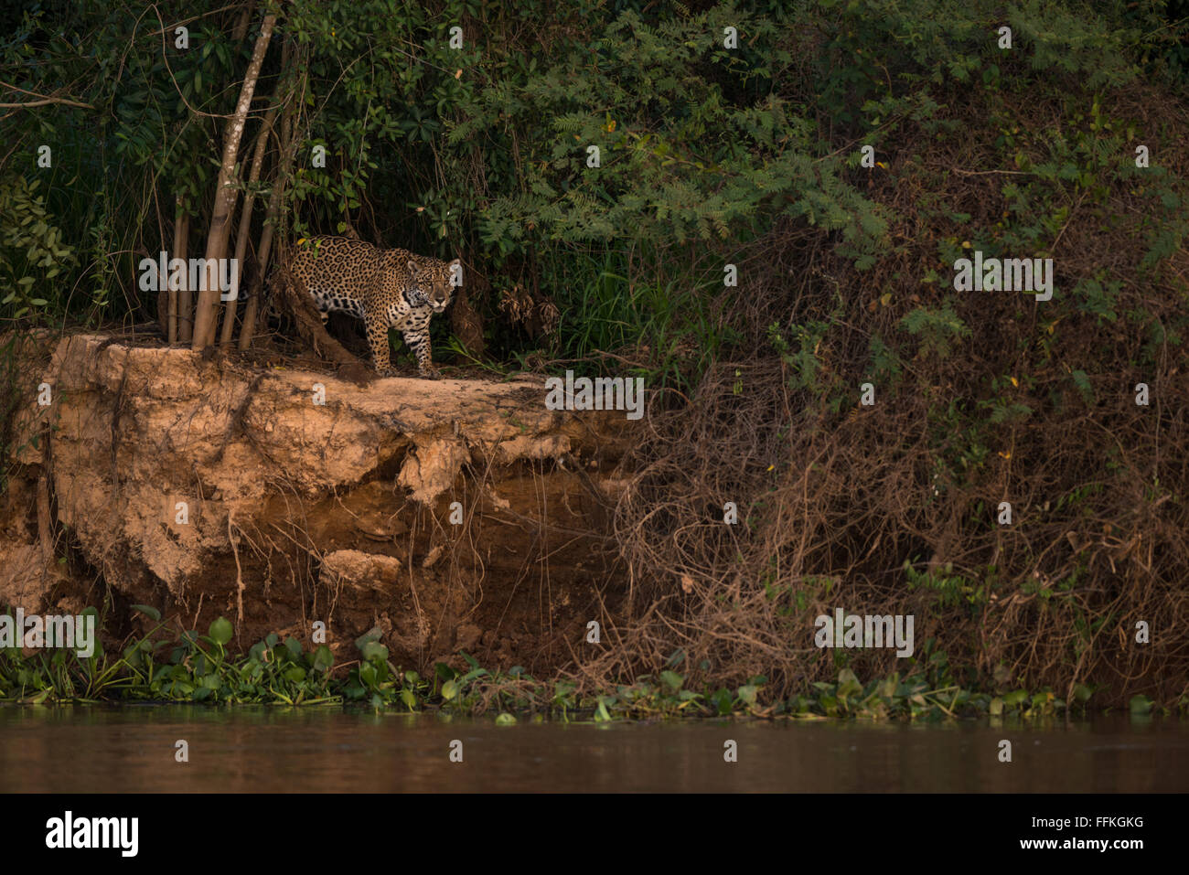 Una Jaguar cercando caimani al bordo del fiume nel Pantanal Foto Stock