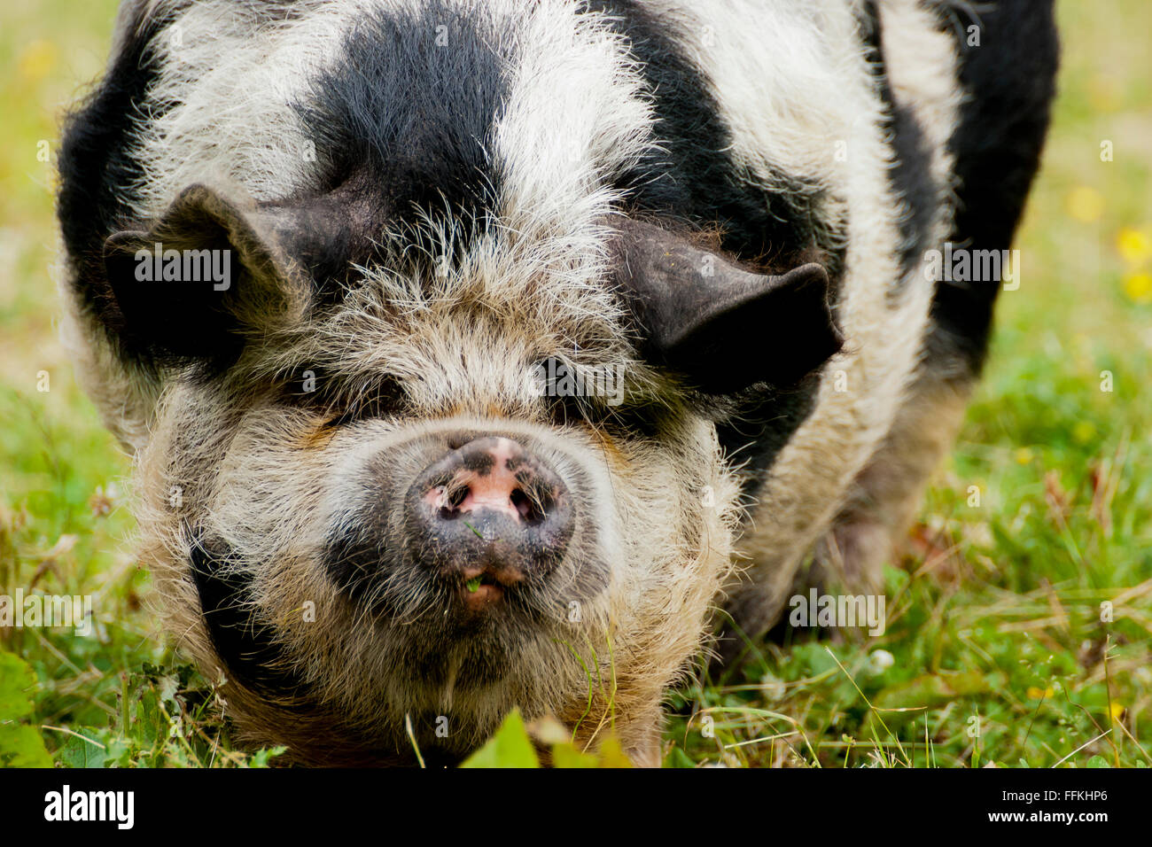 Kunekune di maiale - un pedigree maiale che è stato introdotto nel Regno Unito nei primi anni novanta Foto Stock