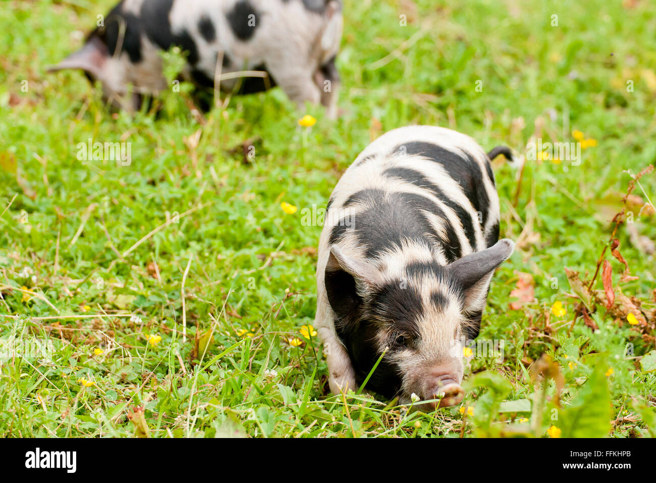 Kunekune di maiale - un pedigree maiale che è stato introdotto nel Regno Unito nei primi anni novanta Foto Stock