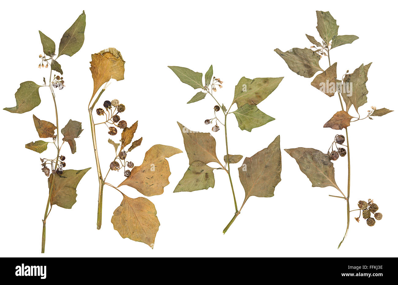 Set viene premuto erbario wild nightshade piante isolato Foto Stock