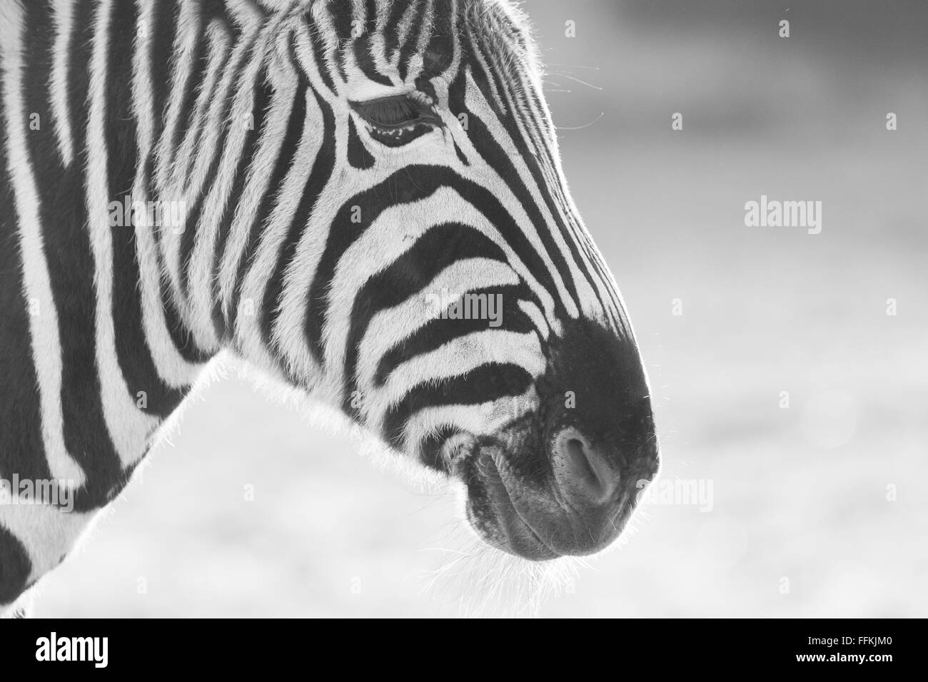 Zebra in bianco e nero Foto Stock