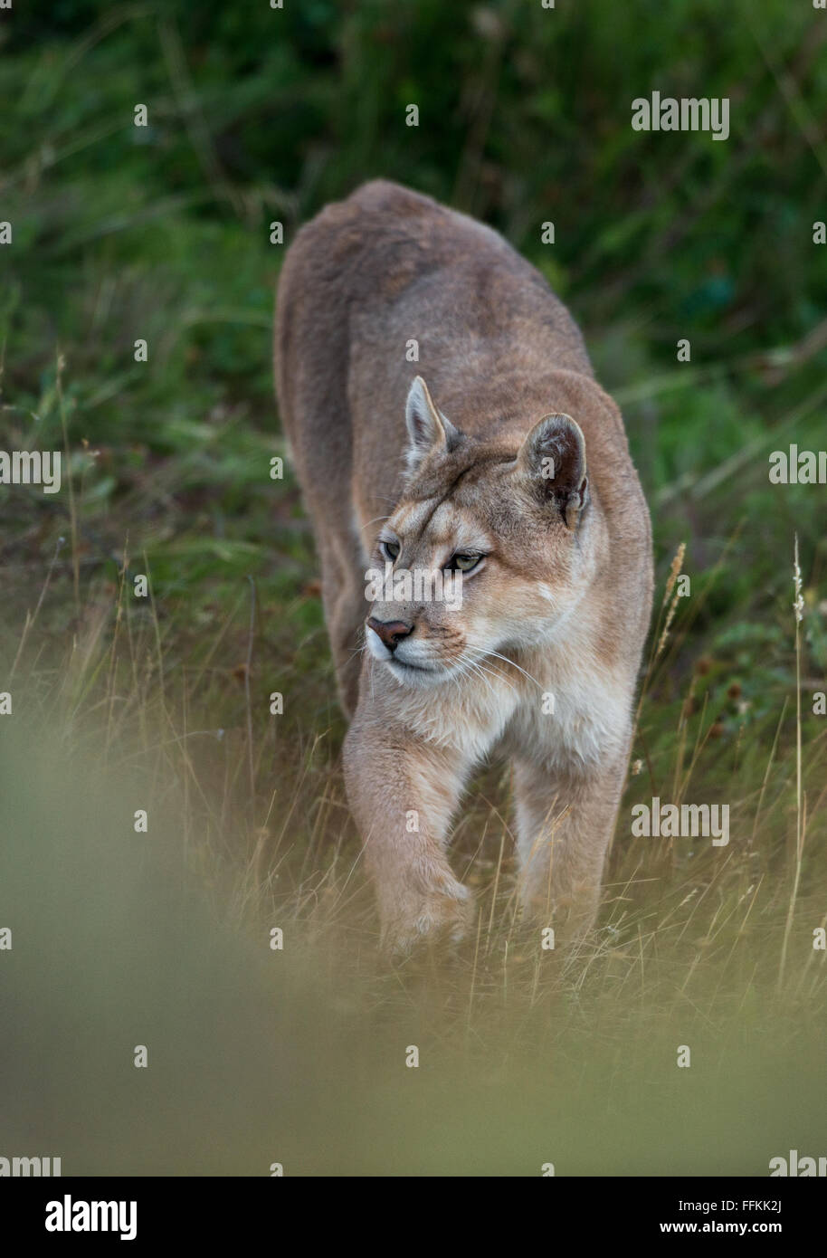 Un selvaggio Puma dalla Patagonia Foto Stock