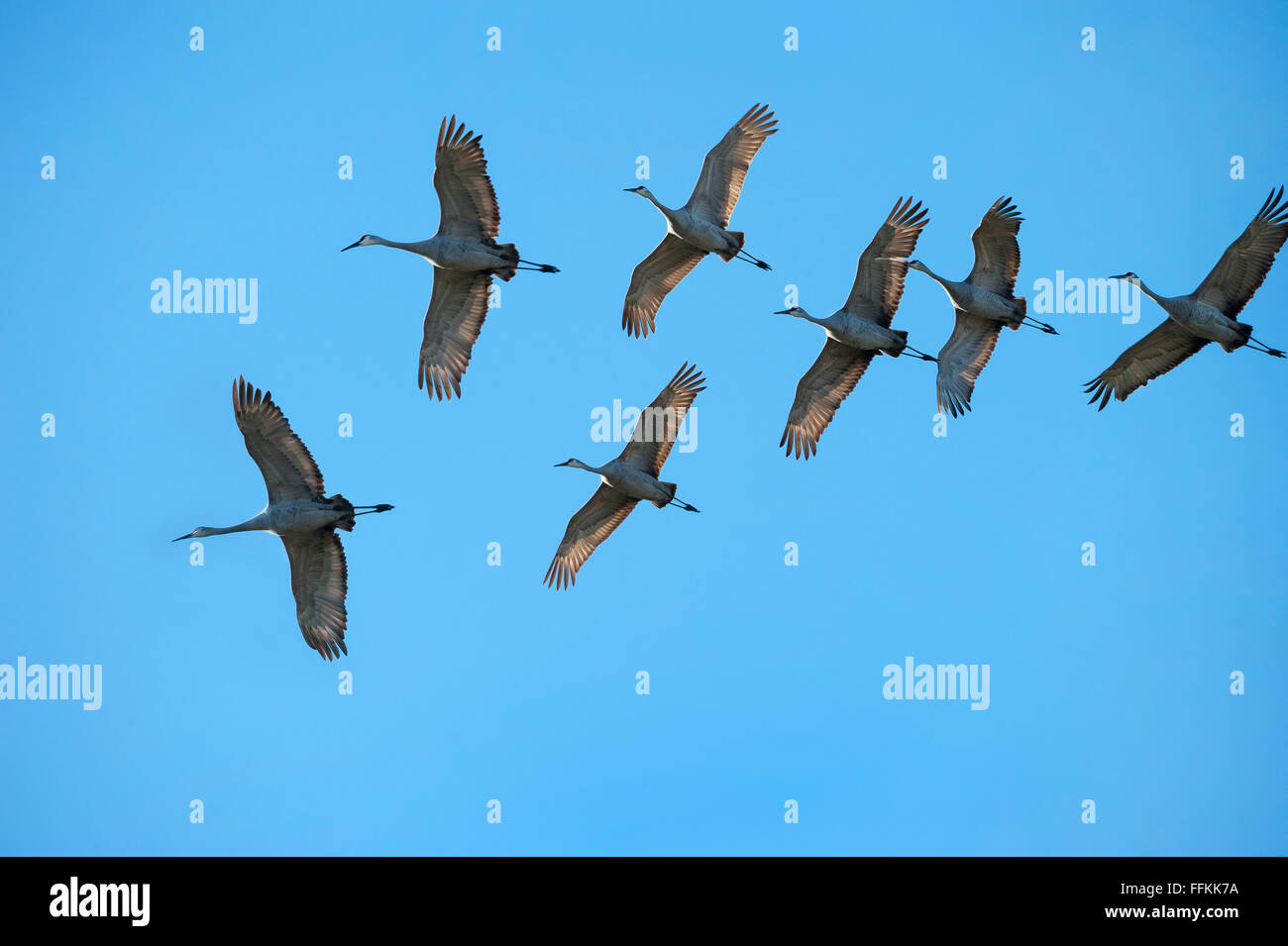 Gregge di Sandhill gru overhead di volo contro il cielo blu Foto Stock