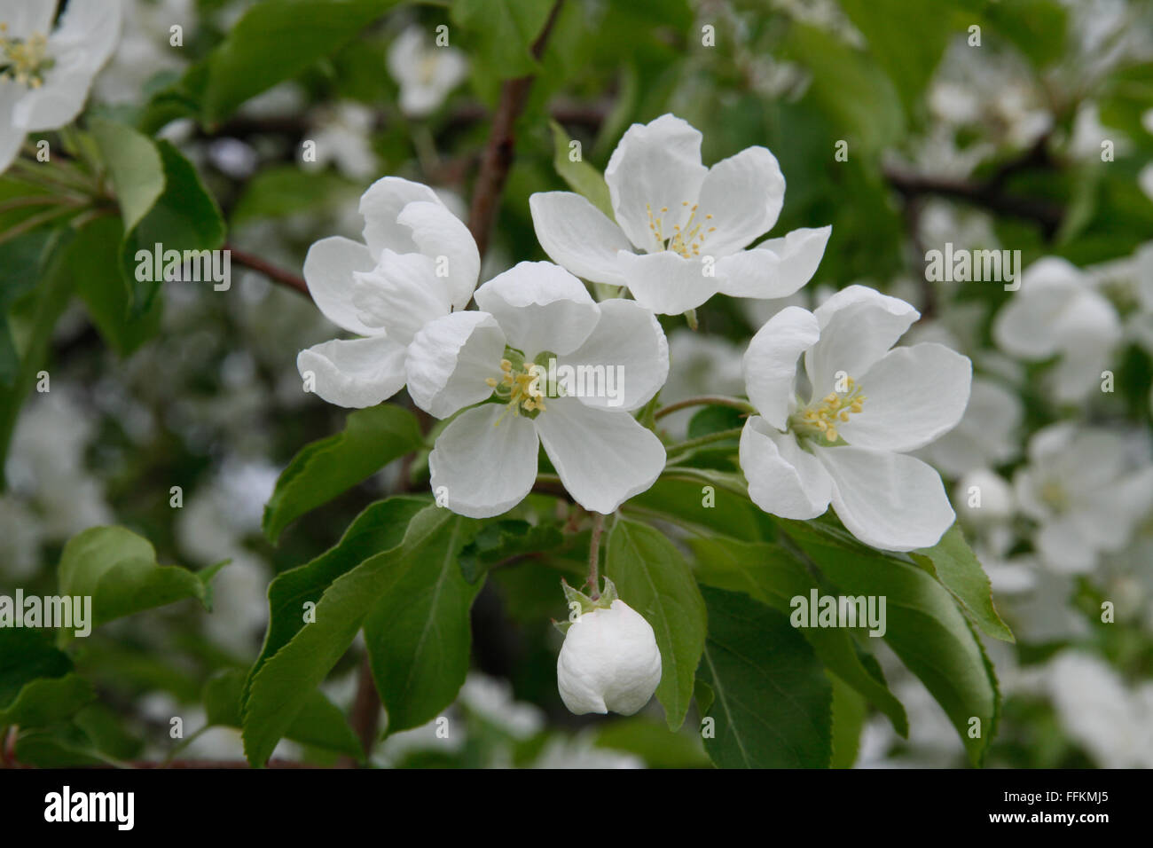 Close-up di bianco fioritura crabapple blossoms. Foto Stock