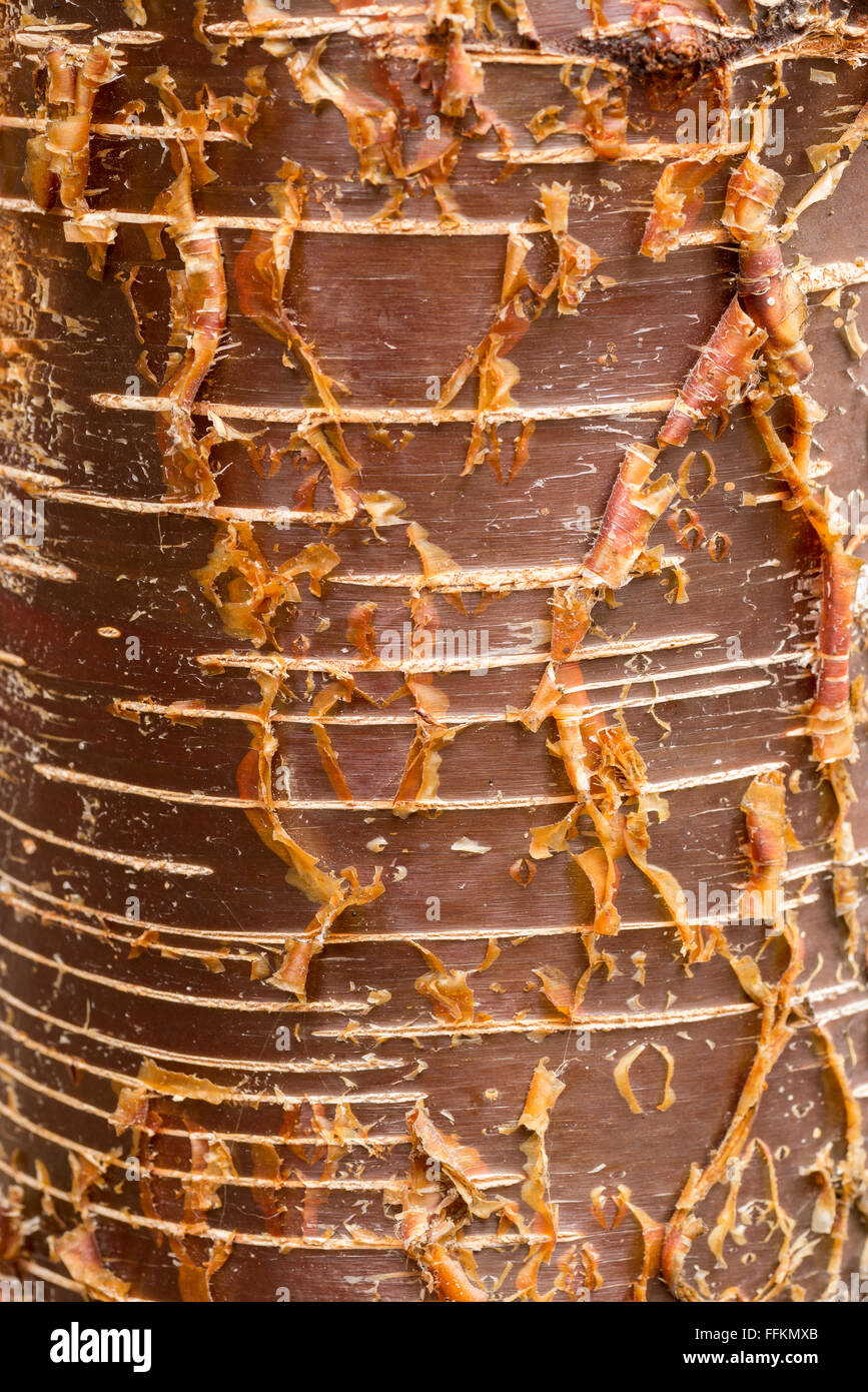 Dettaglio della corteccia di betulla nella zona nord-est di Oregon. Foto Stock