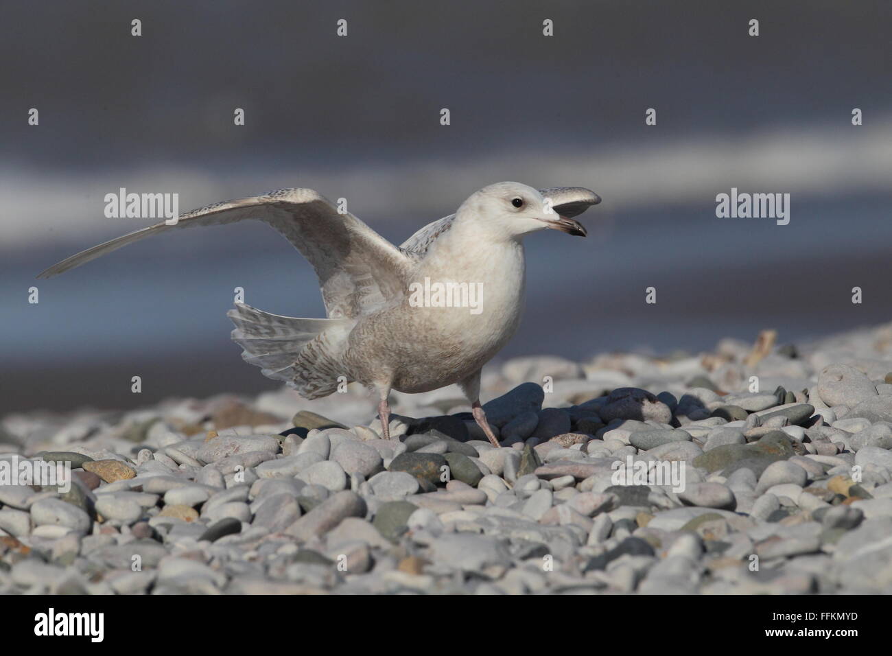 Larus glaucoides Foto Stock