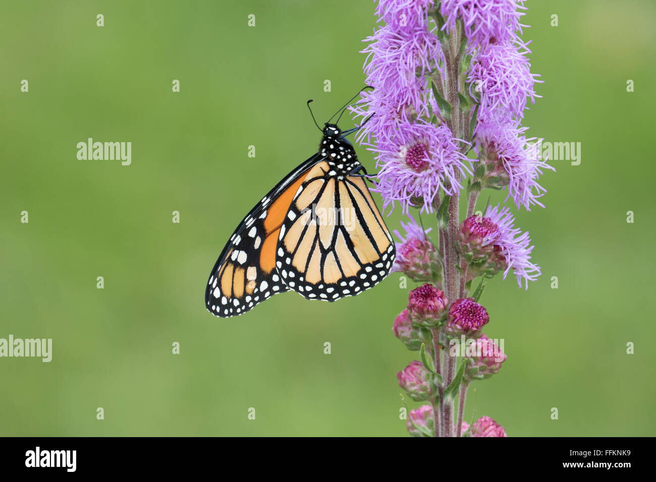 Farfalla monarca alimentare su alti Blazing Star (Liatris pycnostachya) Foto Stock