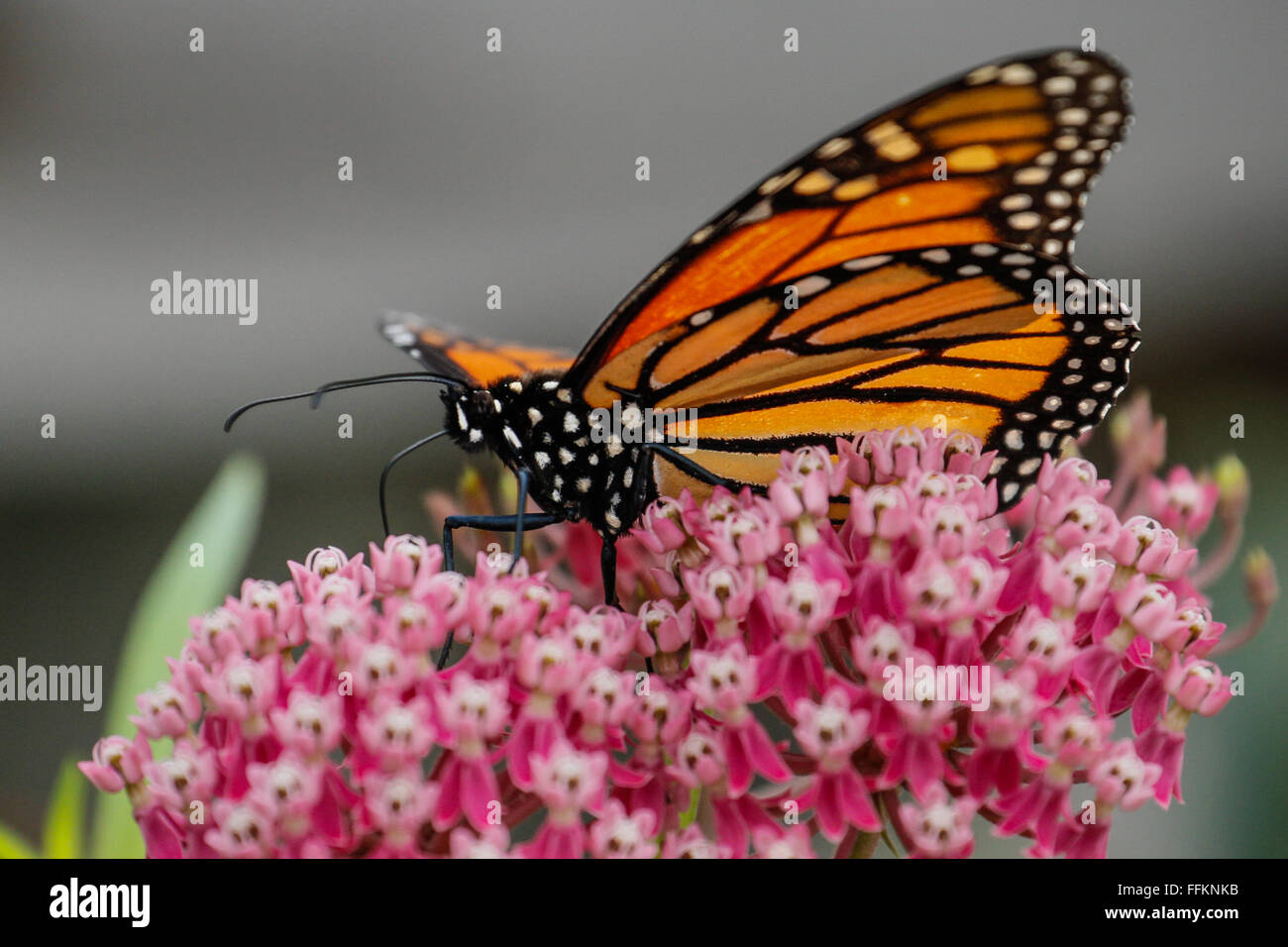 Farfalla monarca alimentazione su Milkweed comune (Asclepias syriaca) in Minnesota, Stati Uniti d'America Foto Stock
