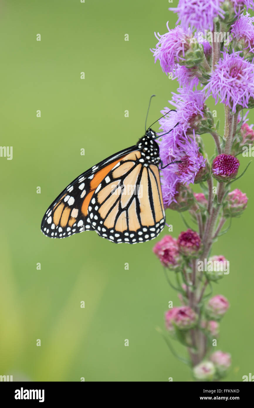 Farfalla monarca su alti Blazing Star (Latris pychostachya) Foto Stock