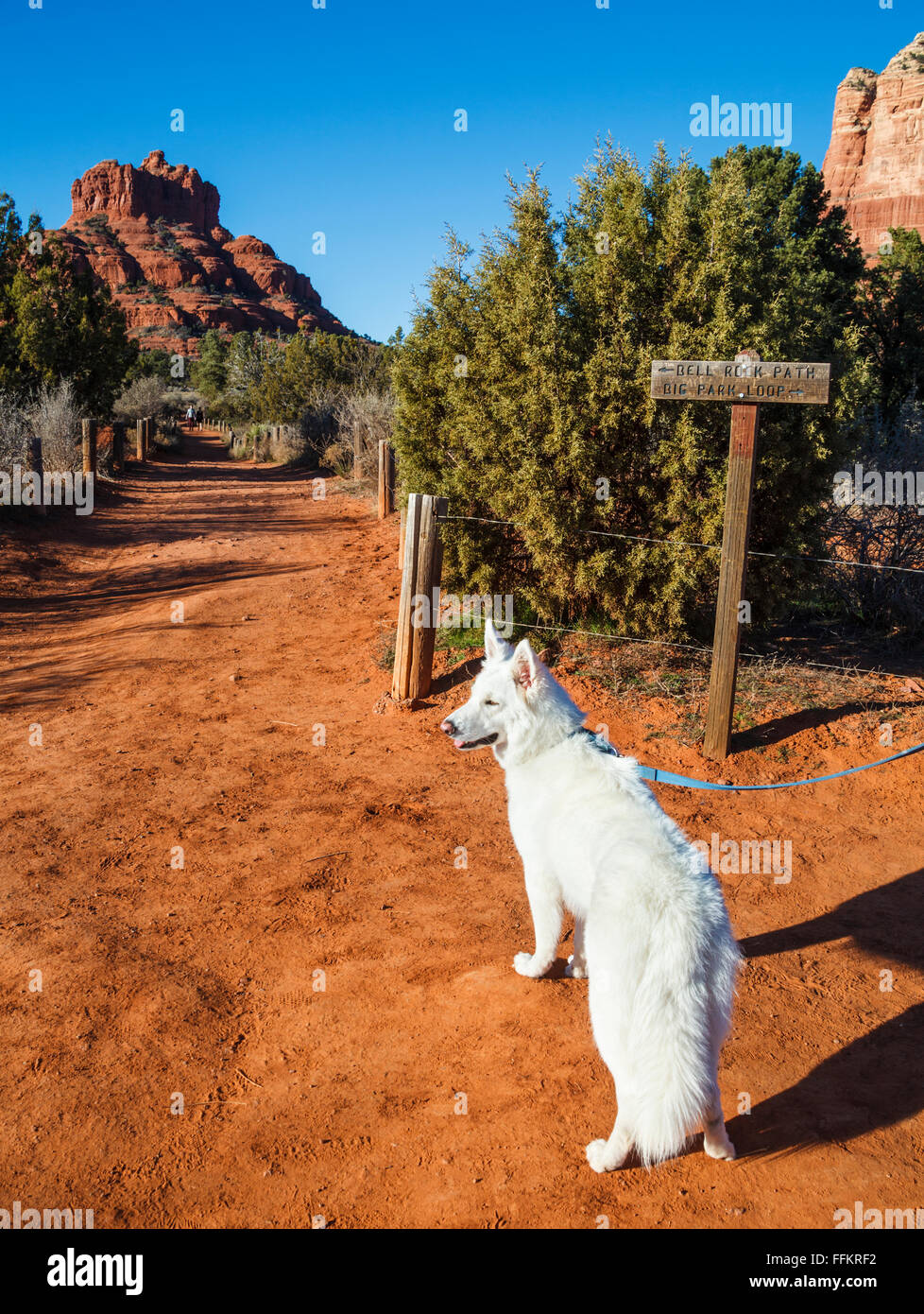Cane sulla passeggiata dal Bell Rock percorso, con Bell Rock in distanza e lascia intravedere il Courthouse Butte a destra Foto Stock