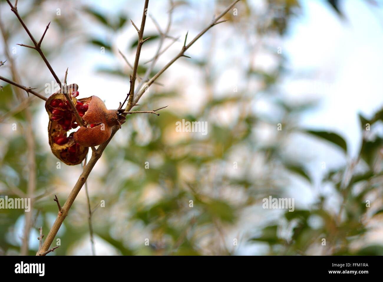 Frutto di melograno spezzato su albero. Un brillante melagrana è bloccato sulle spine dell'albero, con il rosso semi esposti Foto Stock