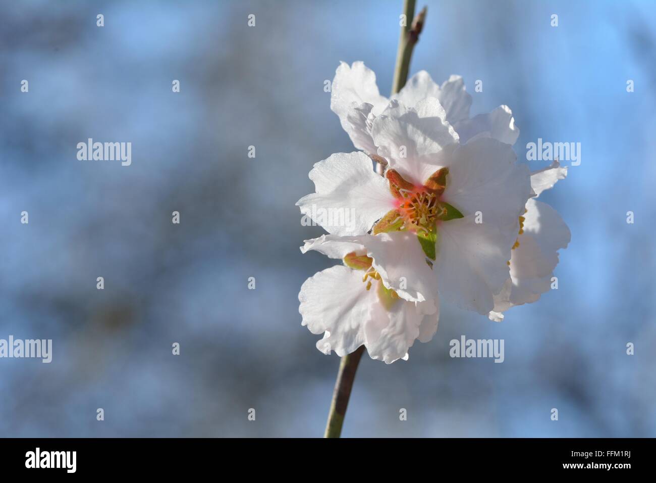 Primavera sbocciano i fiori in Azerbaigian. Un modo particolarmente delicato bianco dei fiori di ciliegio con la luce del sole che splende attraverso Foto Stock