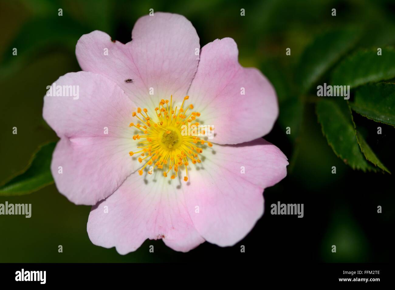 Chalcid wasp sul cane rosa (Rosa canina) fiore. Un minuscolo wasp parassita sulla rosa petali di rose, con indicazione della scala Foto Stock