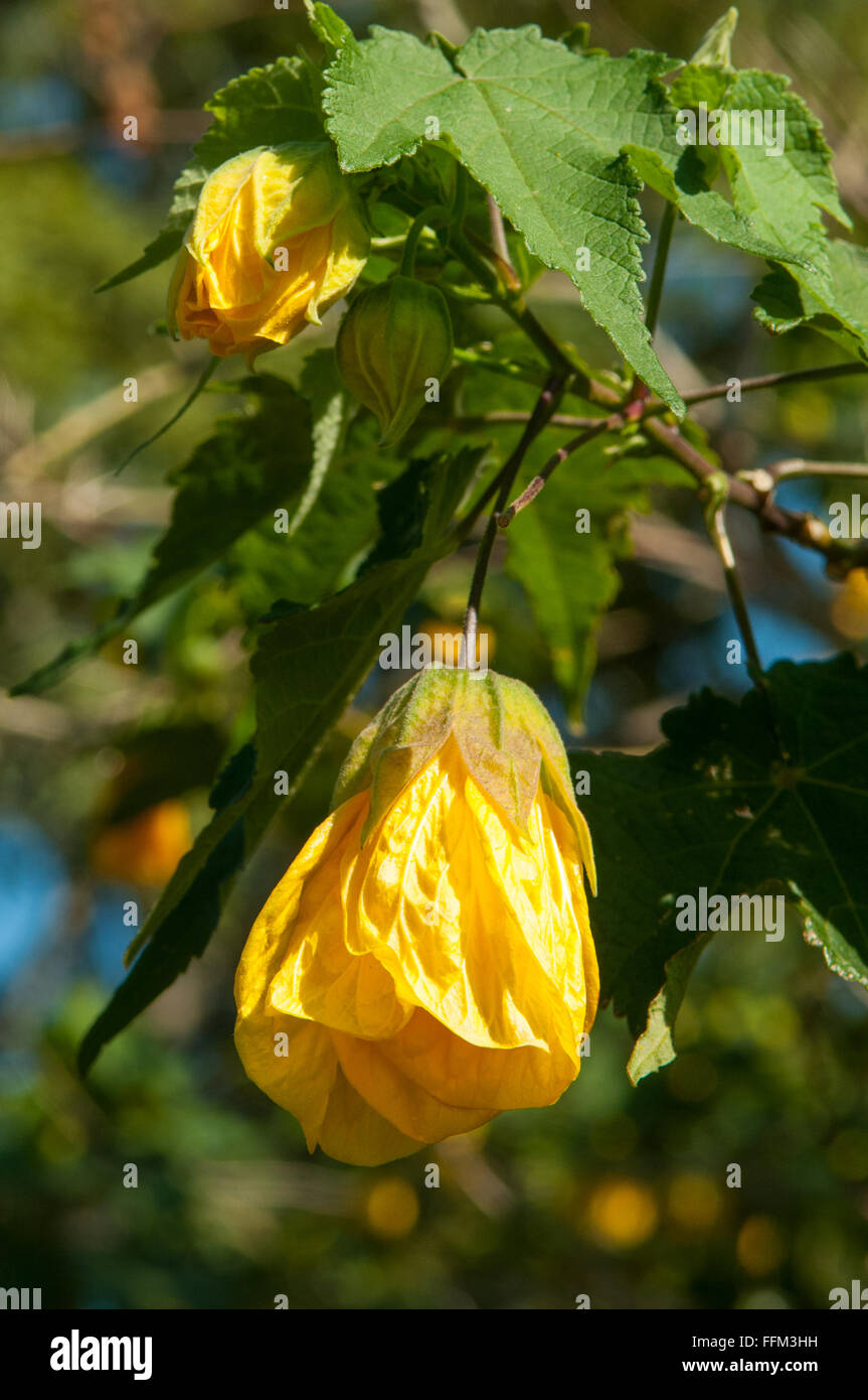 Abutilon x hybrida, giallo Lanterna cinese Foto Stock