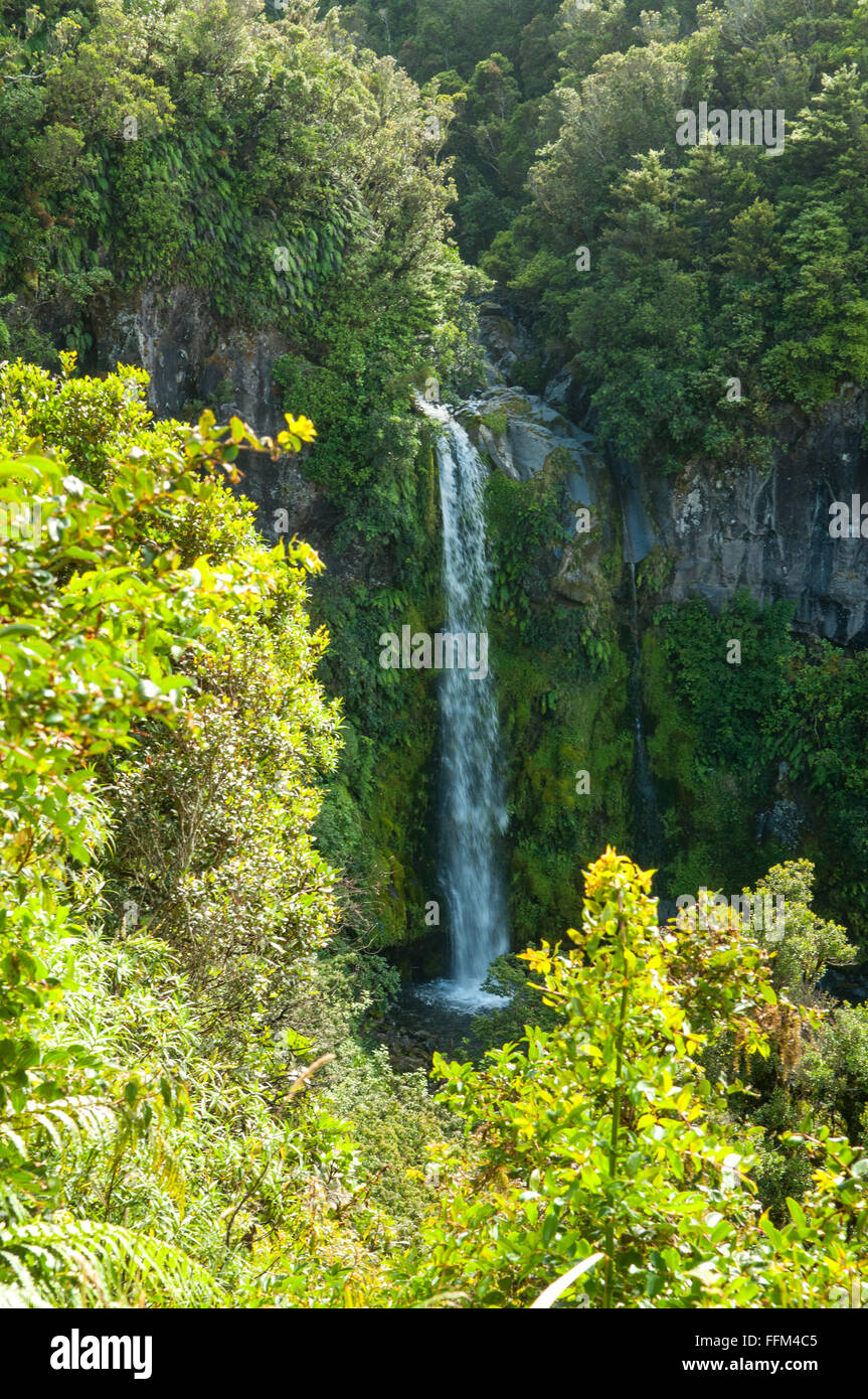 Dawson cade, Mt Egmont NP, Taranaki, Nuova Zelanda Foto Stock