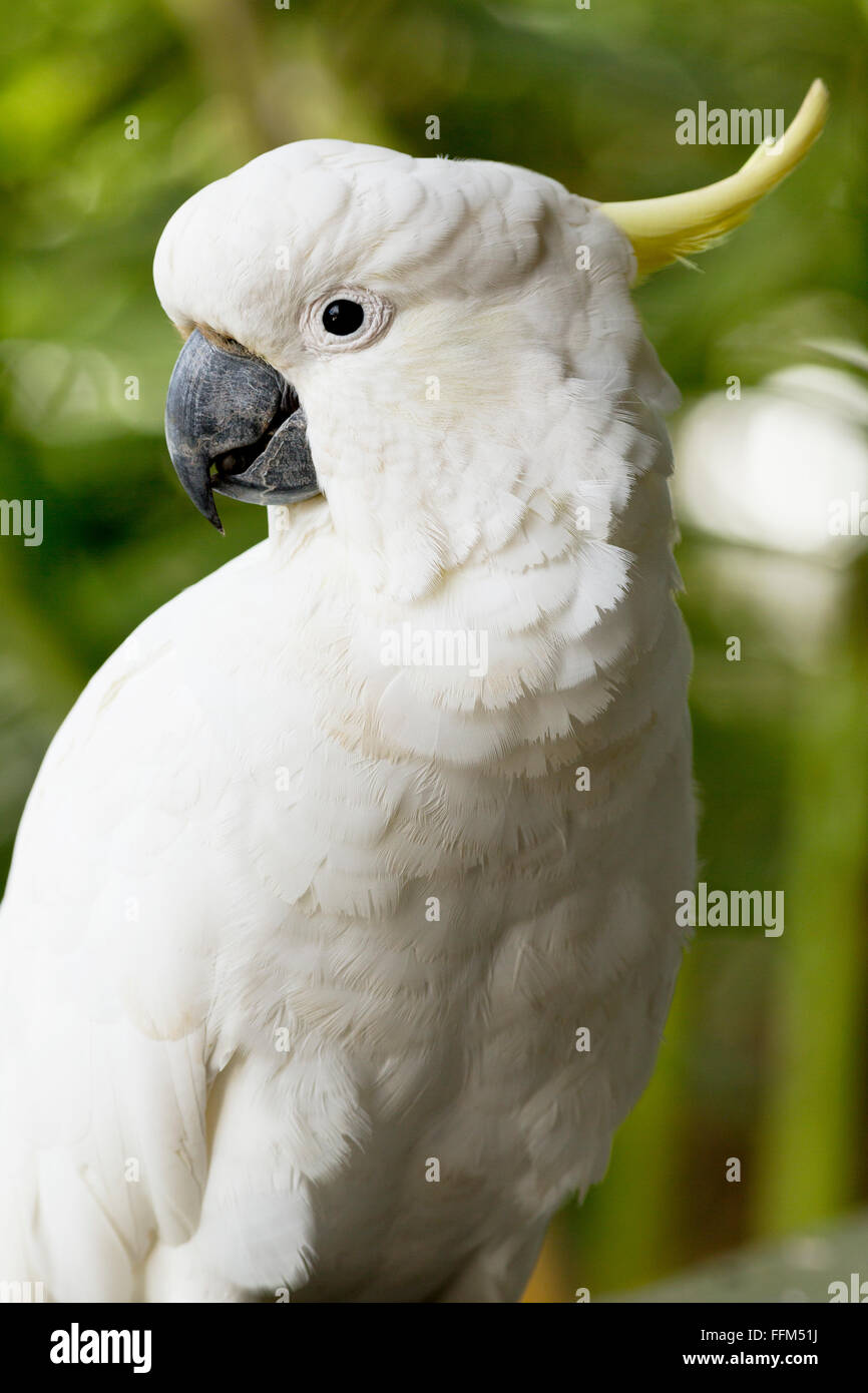 Sulfur-Crested Cacatua Palm Beach New South Wales AUSTRALIA Foto Stock