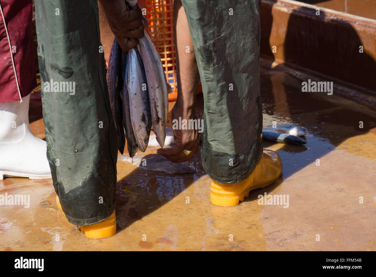 Fisherman detiene il mazzetto di pesce da code in mano Foto Stock