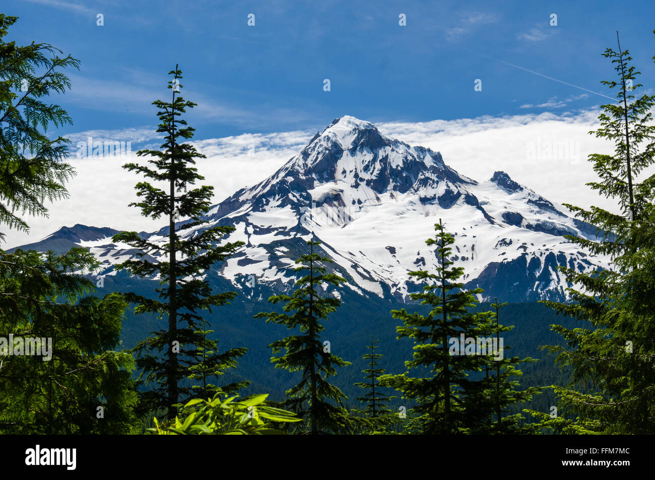 Vista di Snow capped Mt cappa con alberi in primo piano. Mt Hood National Forest, Oregon Foto Stock