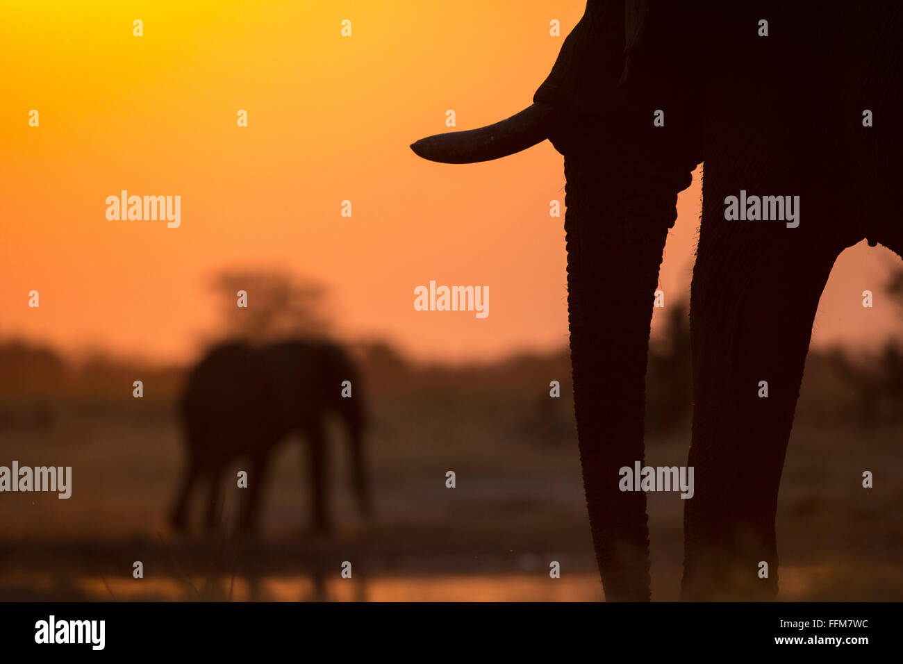 Gli elefanti in una padella con un moody Cielo di tramonto riflesso in acqua di HTE Foto Stock