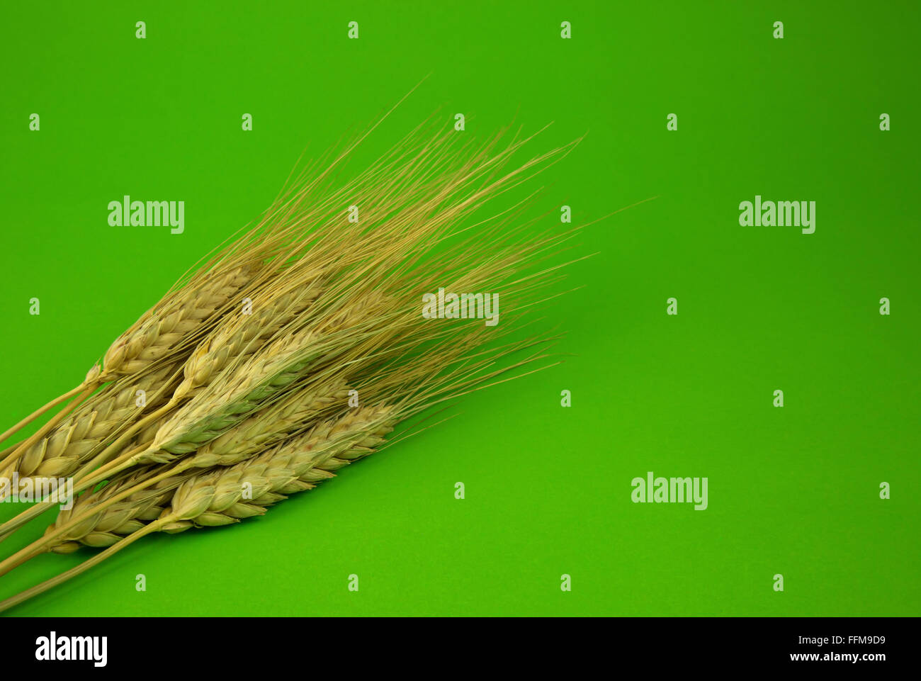 Diverse le orecchie di cereale isolate su un verde con spazio libero sul lato destro per un testo possibile. Vista orizzontale. Foto Stock