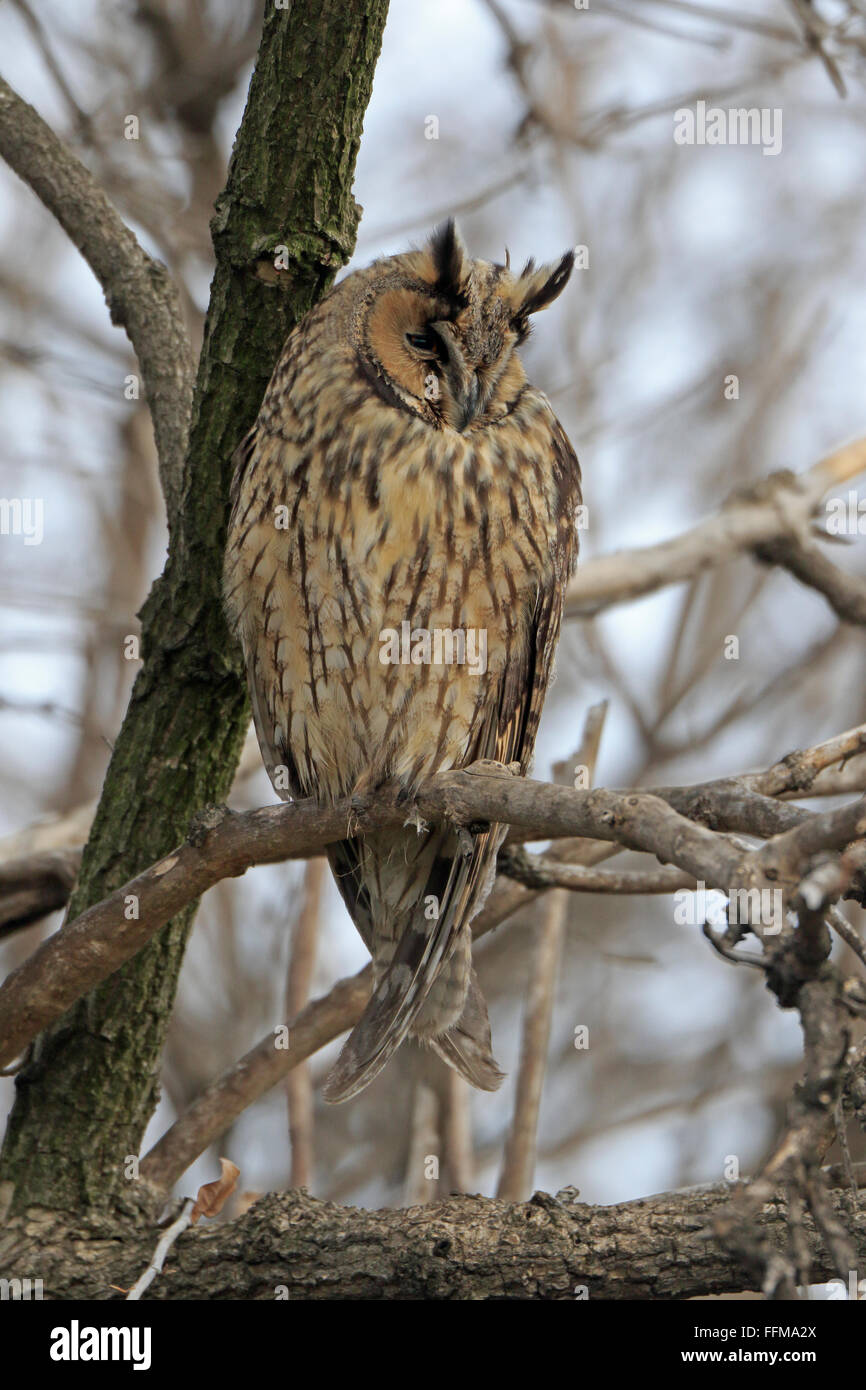 Long Eared Owl appollaiato in un albero in Bulgaria Foto Stock