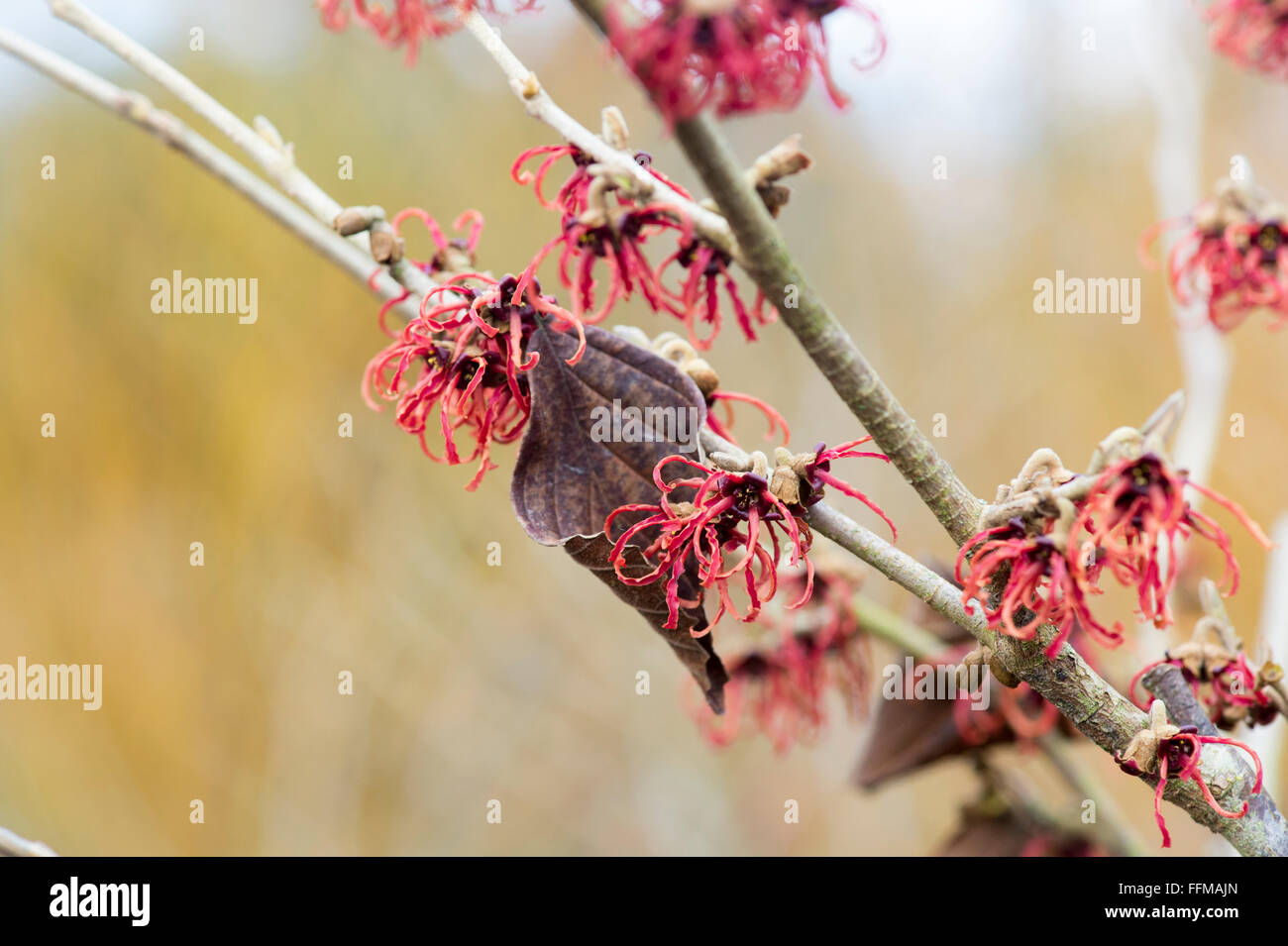 Hamamelis x Intermedia Rubin. Amamelide 'Rubin' fioritura in inverno. Regno Unito Foto Stock