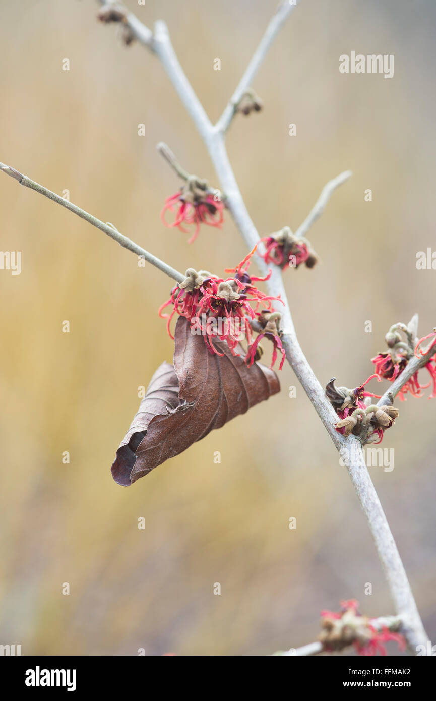Hamamelis x Intermedia Rubin. Amamelide 'Rubin' fioritura in inverno. Regno Unito Foto Stock