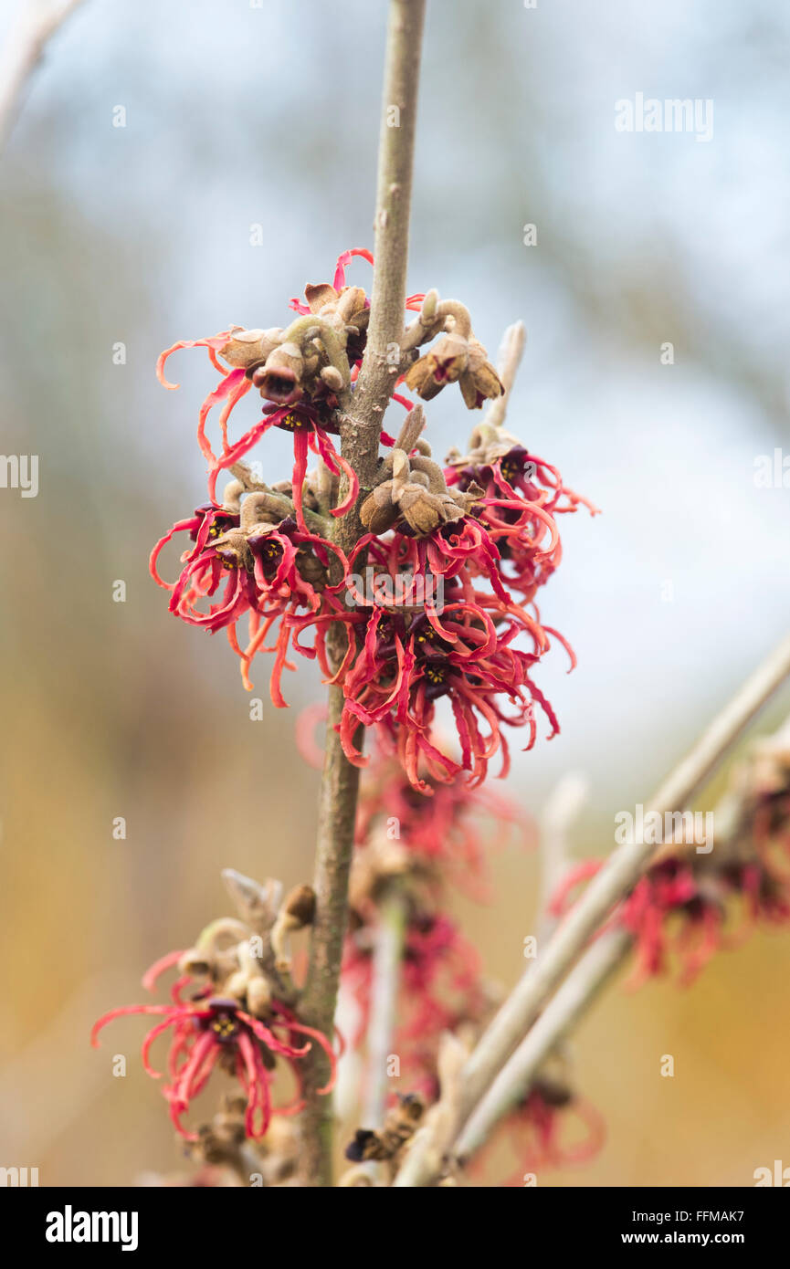 Hamamelis x Intermedia Rubin. Amamelide 'Rubin' fioritura in inverno. Regno Unito Foto Stock