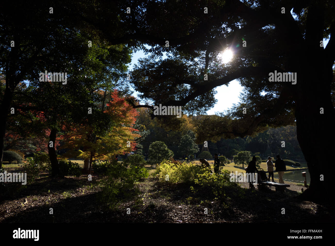 Giardino Rikugien, Tokyo, Giappone. City Park, giardini nella stagione autunnale, fogliame di autunno su alberi. La cultura giapponese, natura e paesaggio Foto Stock