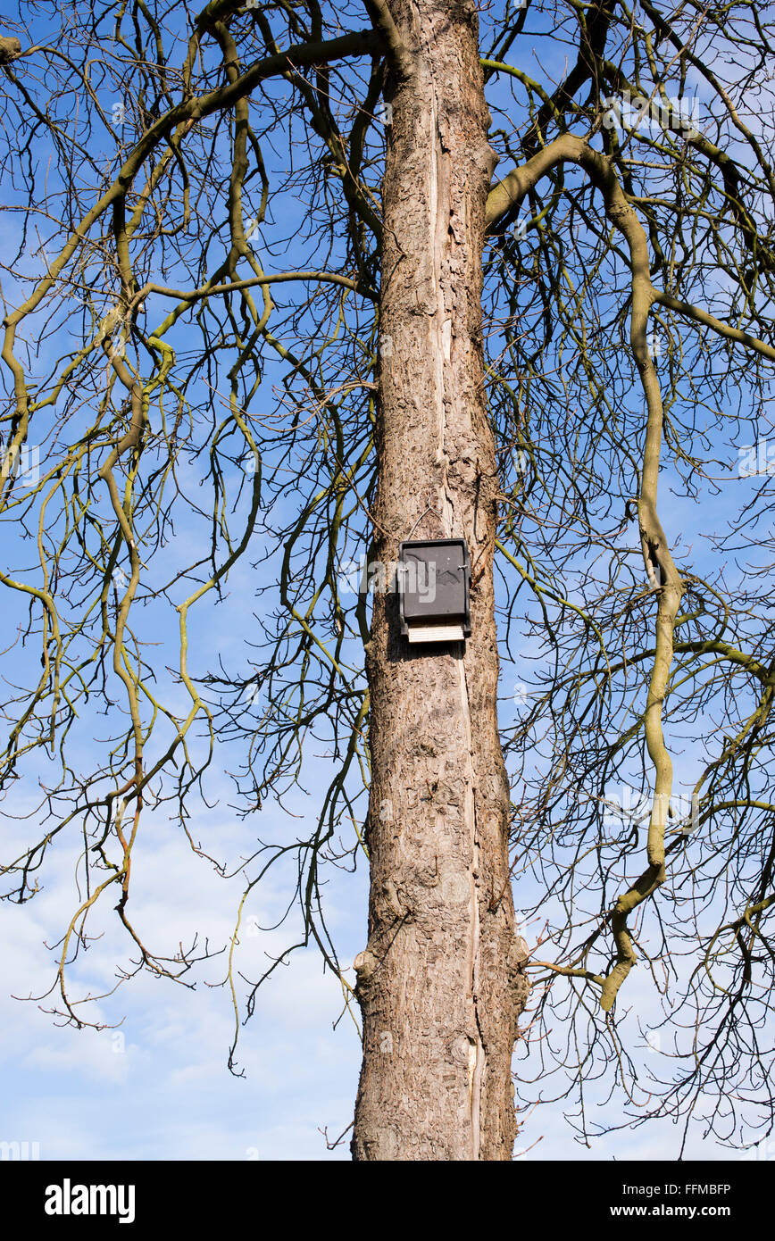Scatole di Bat su alberi d'inverno. Regno Unito Foto Stock
