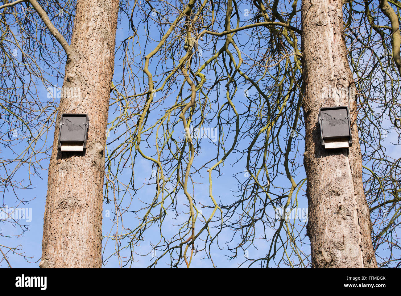 Scatole di Bat su alberi d'inverno. Regno Unito Foto Stock