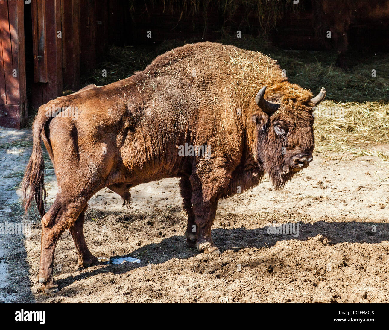 La Polonia, Slesia voivodato, Pszczyna (Pless), Pokazowa Zagroda Zubrow, legno europea bison in Pszczyna riserva di bisonti Foto Stock