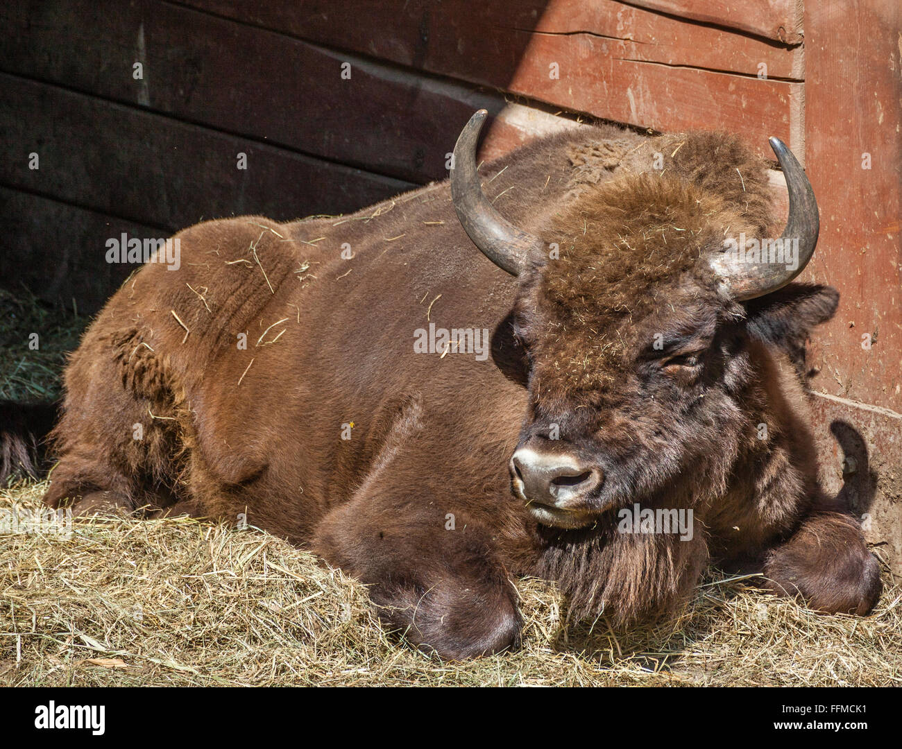 La Polonia, Slesia voivodato, Pszczyna (Pless), Pokazowa Zagroda Zubrow, legno europea bison in Pszczyna riserva di bisonti Foto Stock