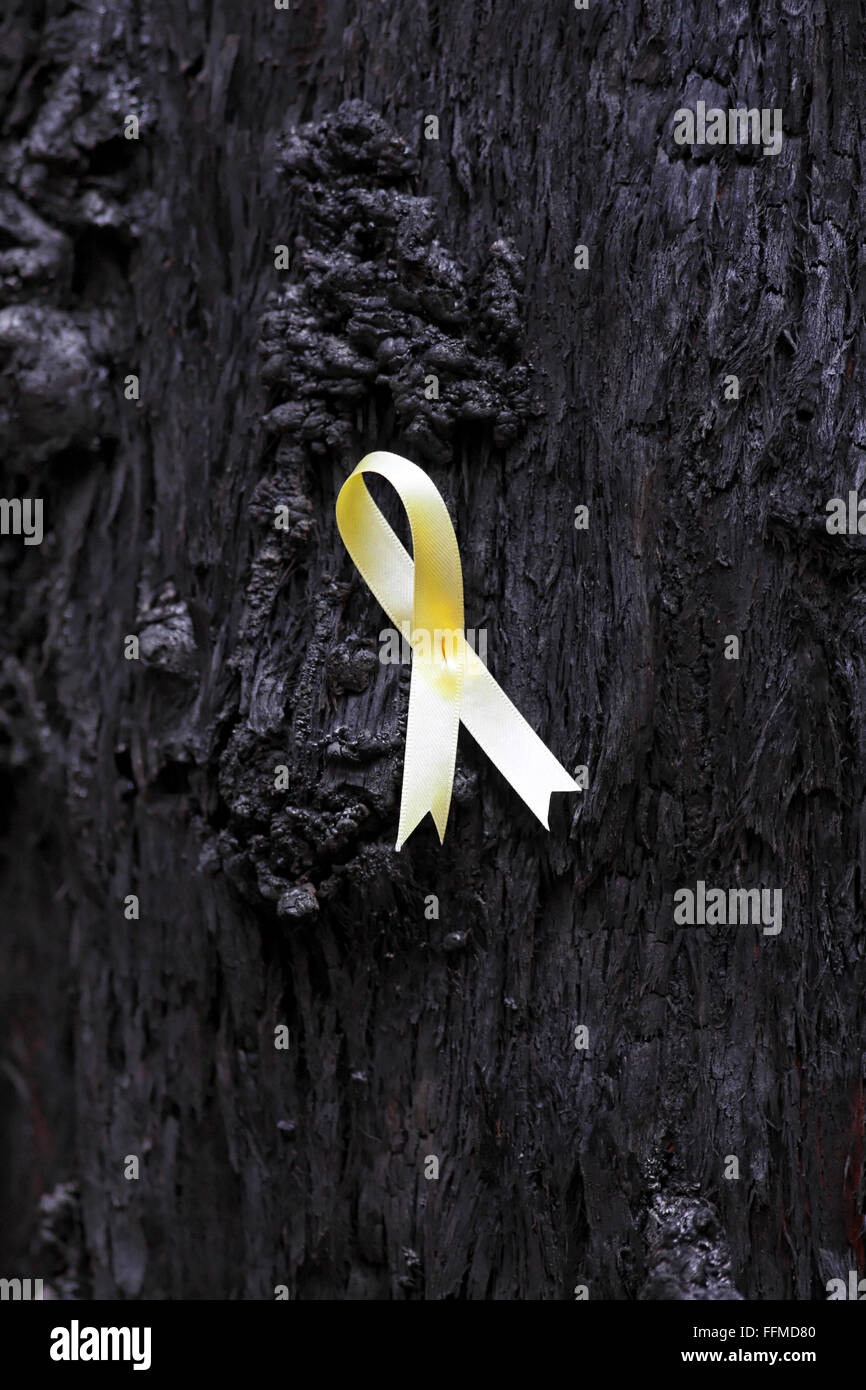 Australian Bush danno fuoco,australian bush fire postumi,post australian bush fire, Foto Stock