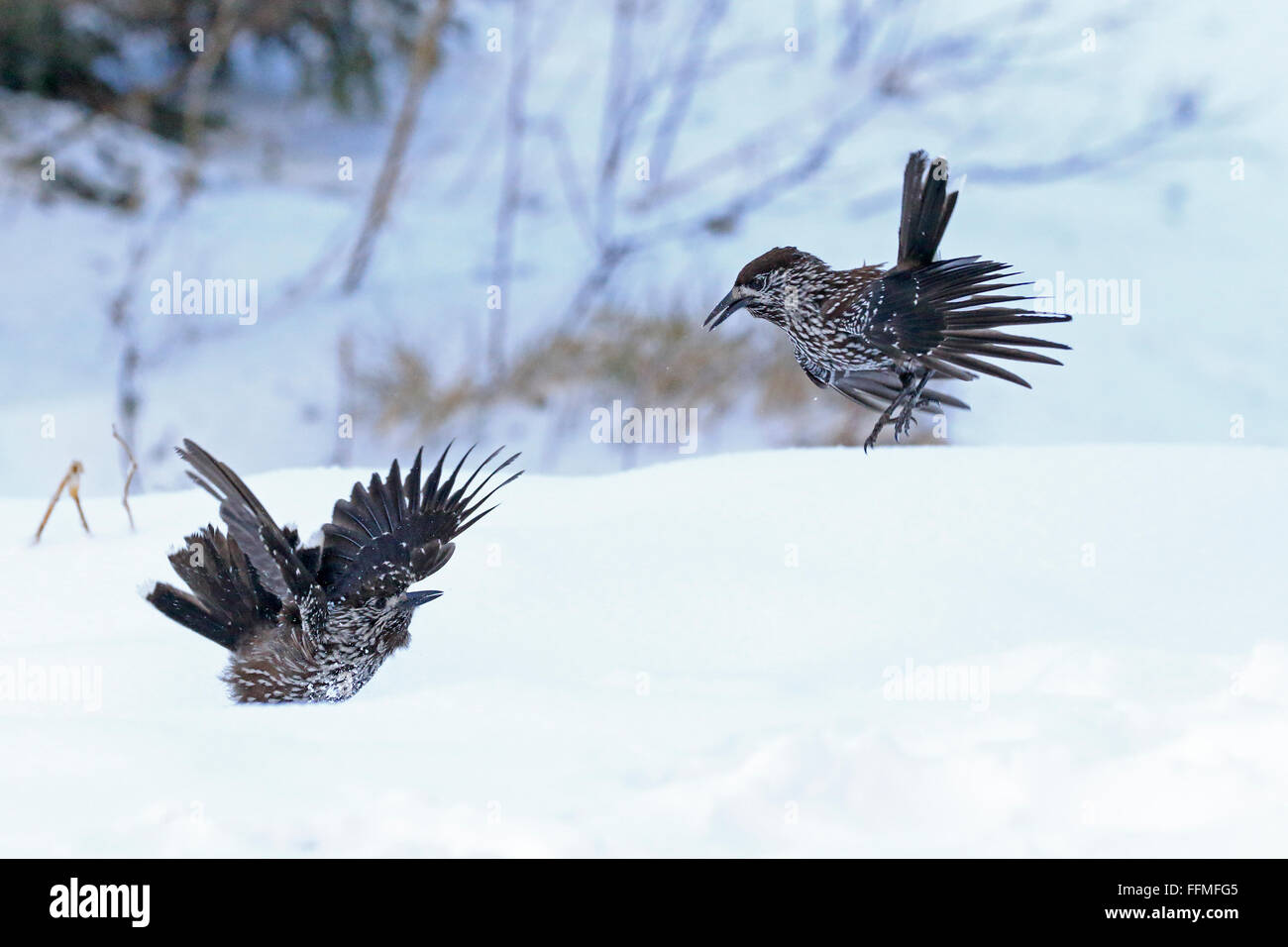 Due Spotted schiaccianoci in combattimenti su nella neve in Bulgaria Foto Stock