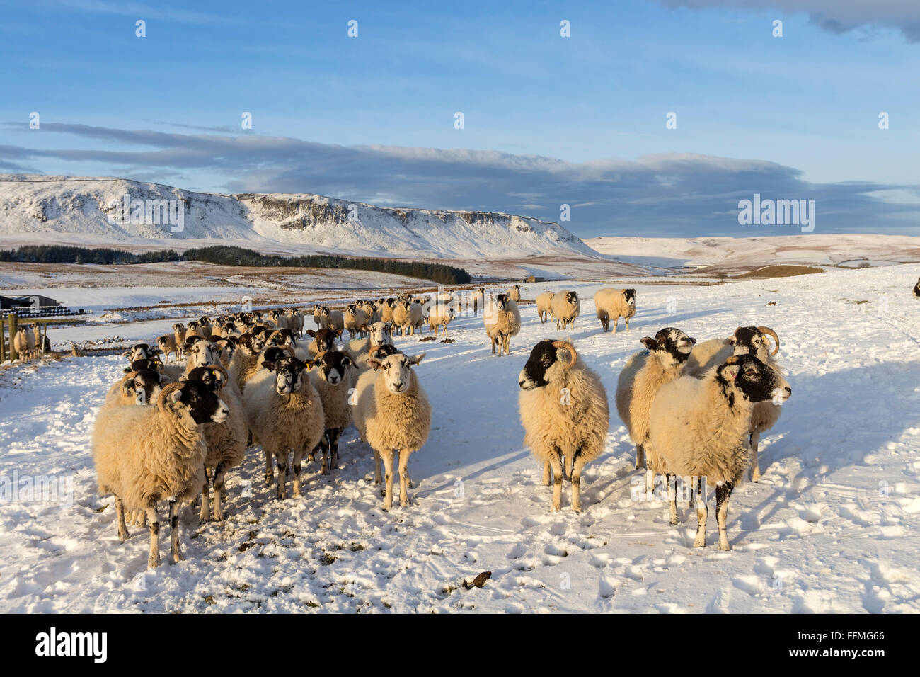 Foresta di Teesdale, nella contea di Durham. Martedì 16 febbraio 2016, UK Meteo. Questi hardy Swaledale pecore nel North Pennines erano pronti e in attesa per il coltivatore per portare loro il foraggio invernale come questa mattina durante la notte le temperature caduto basso quanto meno 6 in alcune aree. Credito: David Forster/Alamy Live News Foto Stock