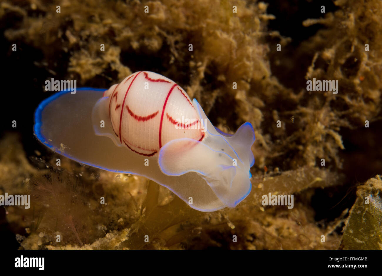 Un mare ophistobranch slug, Bullina lineata, noto anche come bubble shell, Port Stephens, Nuovo Galles del Sud, Australia Foto Stock