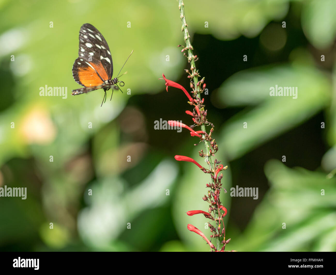 Farfalla in giardino Foto Stock