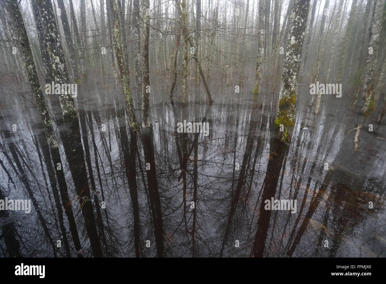 Quinta stagione, inondazioni in Soomaa National Park, Europa Foto Stock