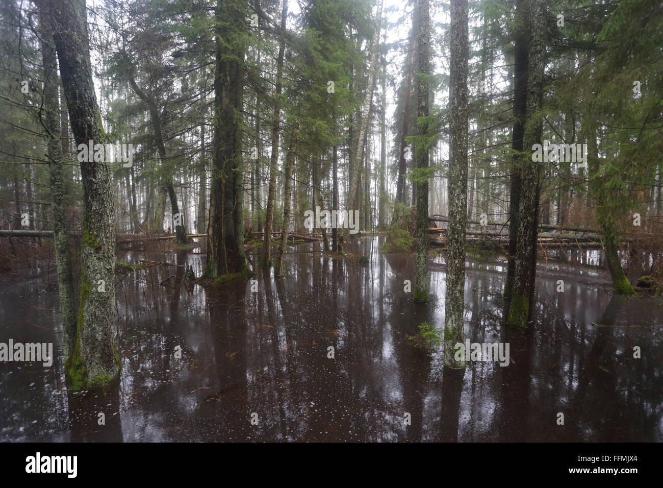 Quinta stagione, inondazioni in Soomaa National Park, Europa Foto Stock