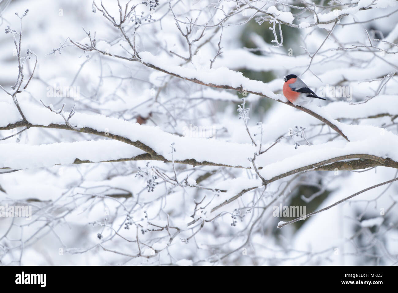 Bullfinch (Pyrrhula pyrrhula) Foto Stock