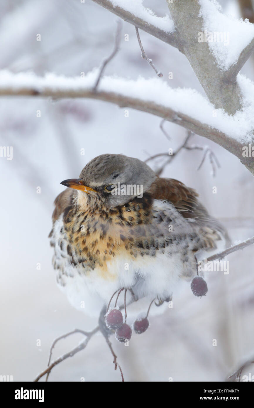 Ritratto di Allodole Cesene Beccacce (Turdus pilaris) in inverno Foto Stock