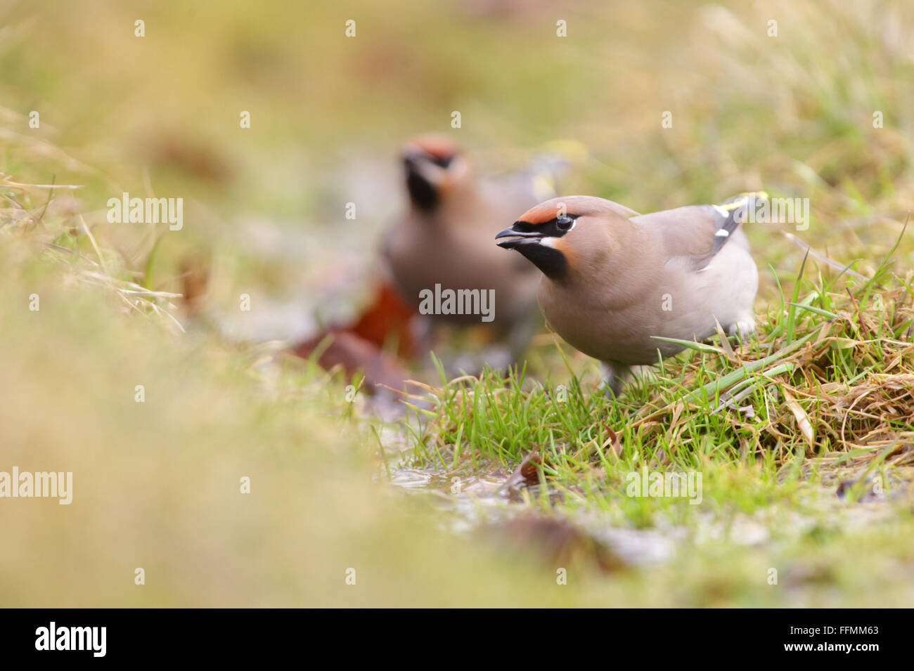 Bere Waxwings (Bombycilla garrulus) Foto Stock
